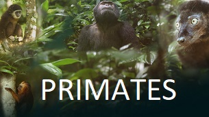 Primates (2020)